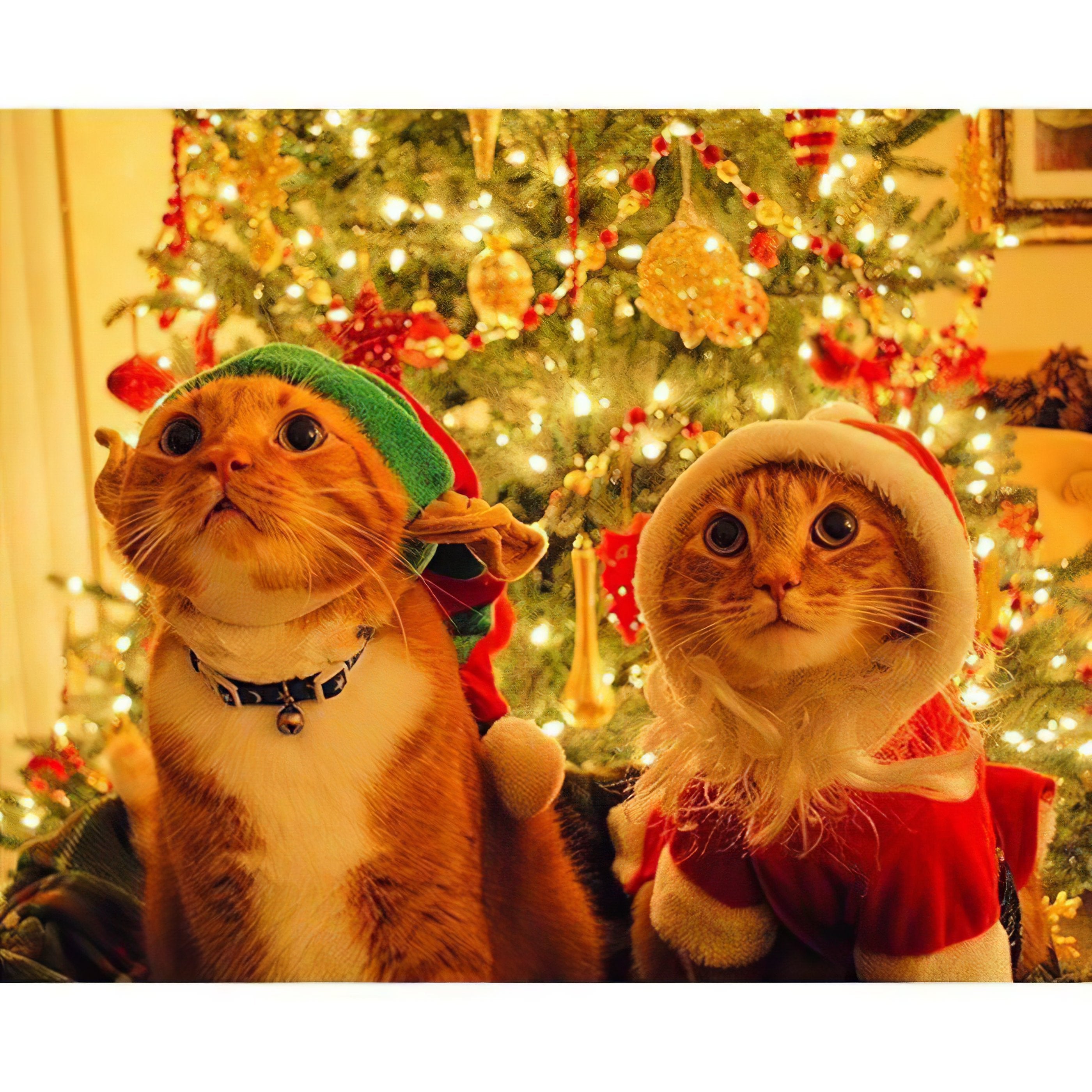 Diamond Painting - Süße Katzen von Weihnachten