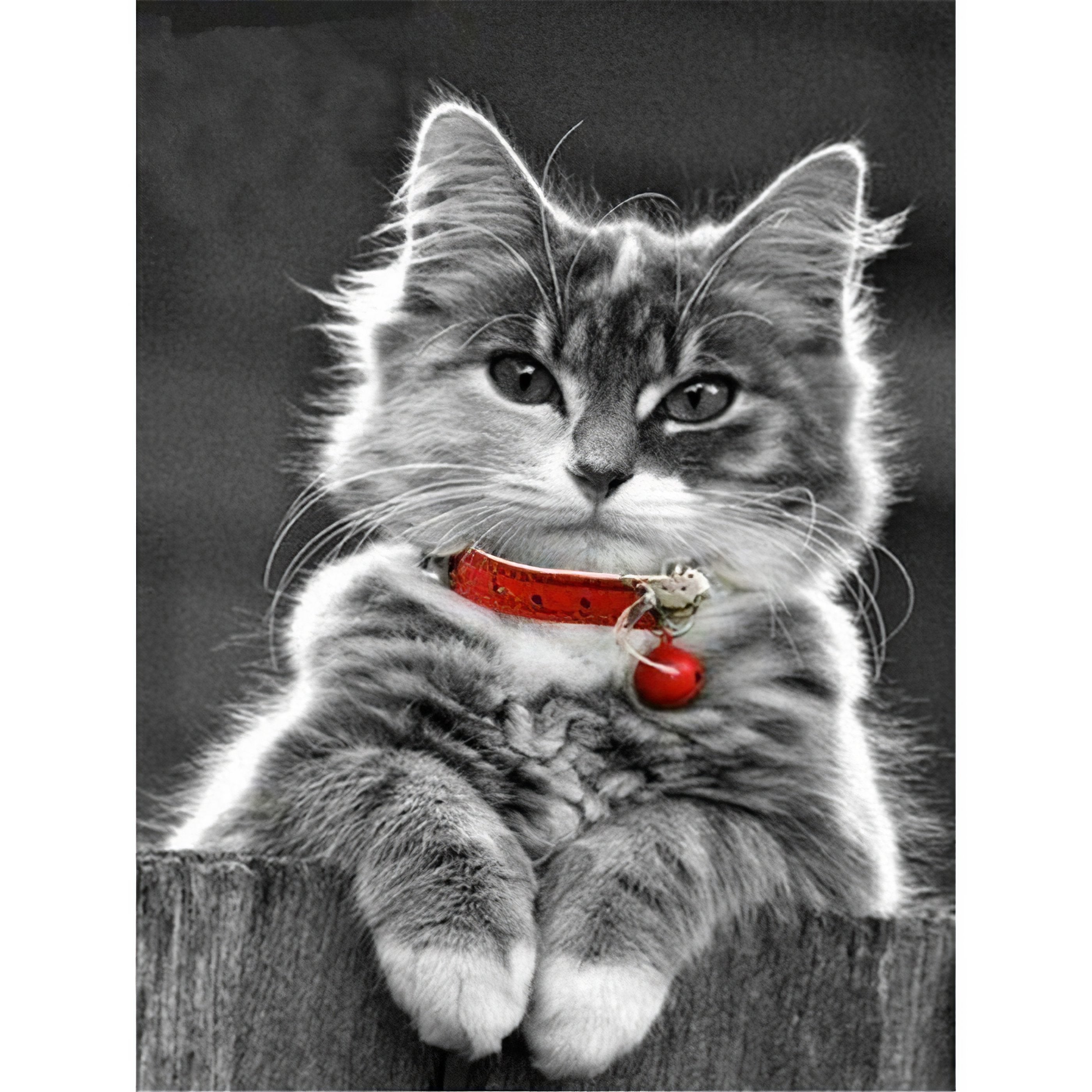 Diamond Painting - Katze mit roter Halskette