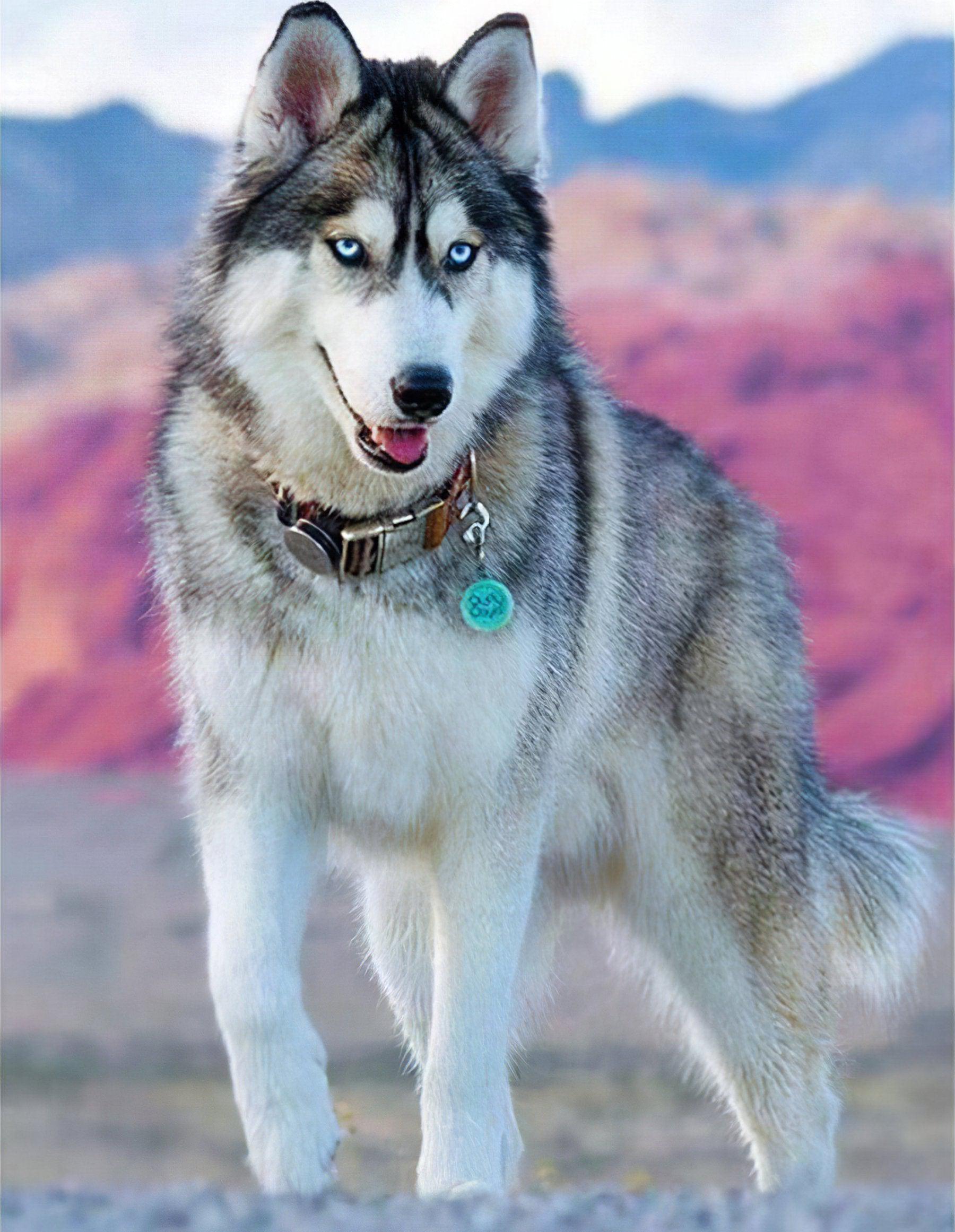 Diamond Painting - Husky Hund