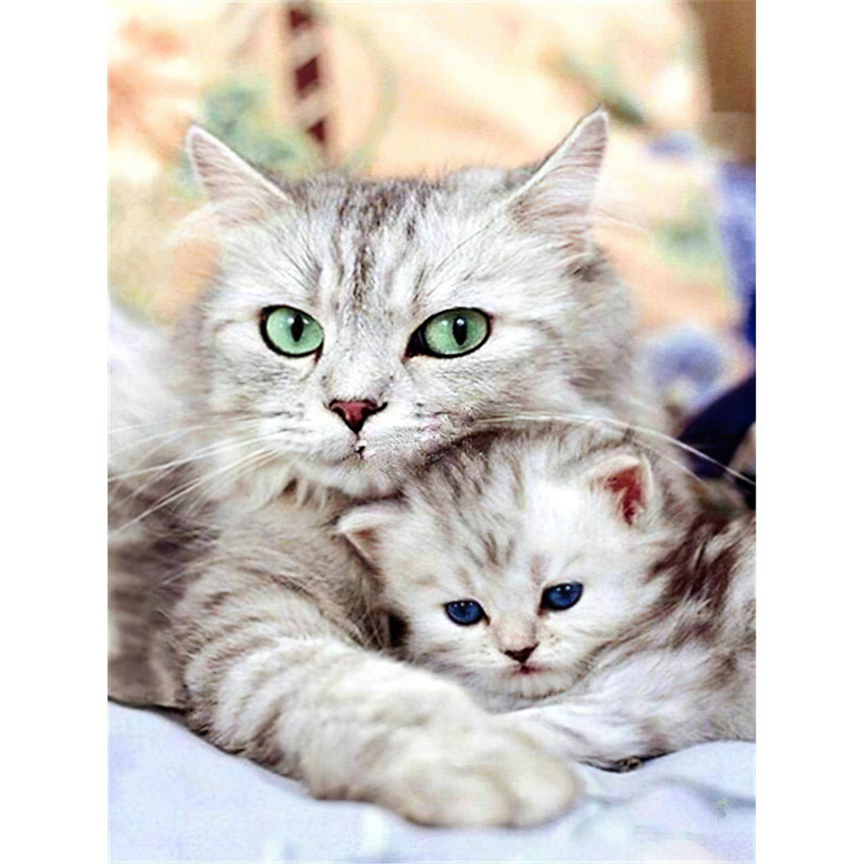 Diamond Painting - Zwei süße Katzen