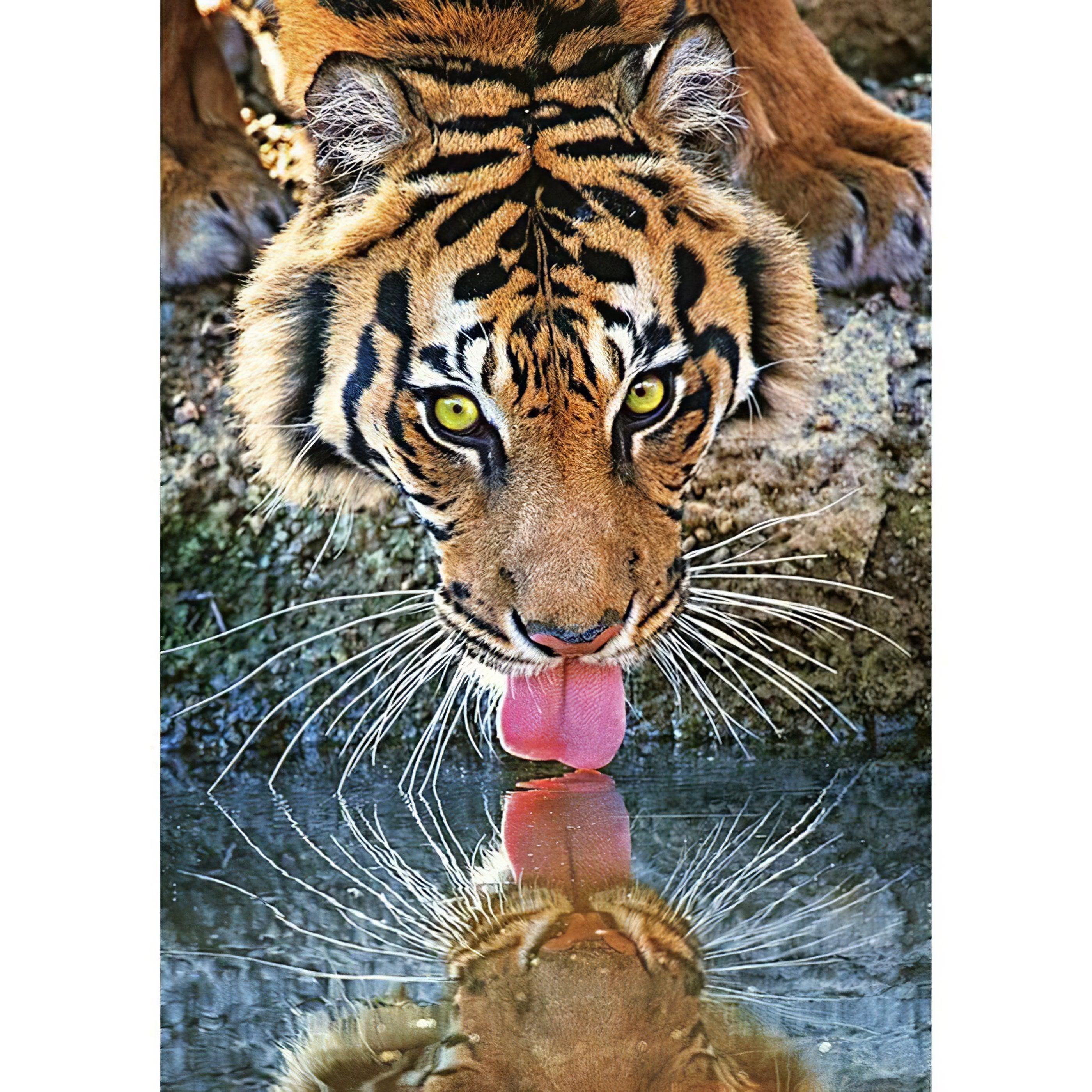 Diamond Painting - Tiger-Trinkwasser