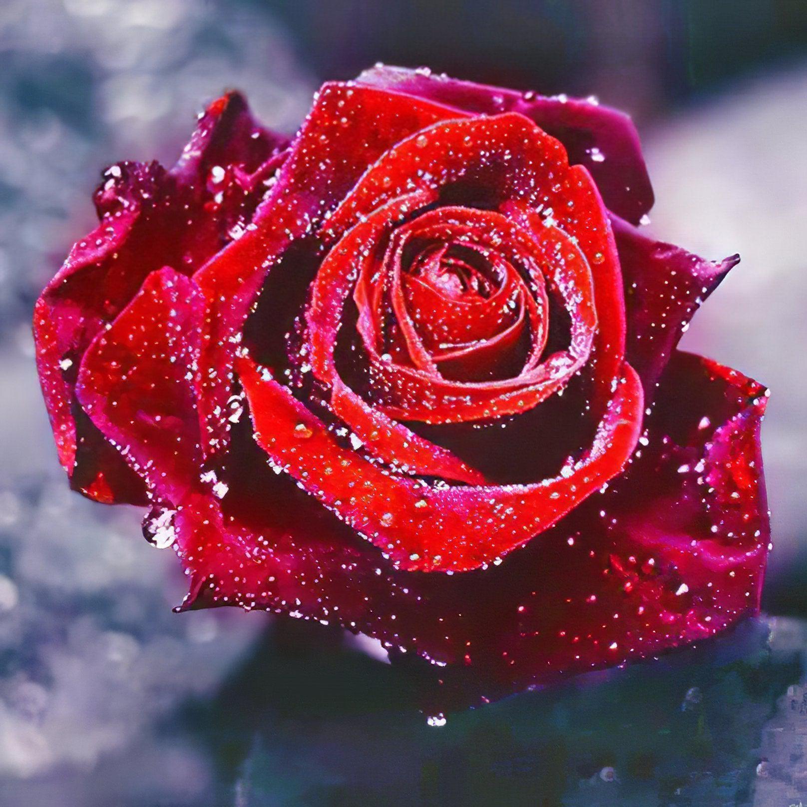 Diamond Painting - Blühende Rose
